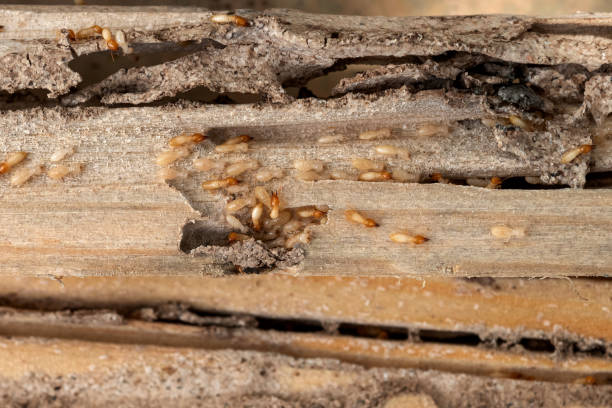 Best Ant Control Services  in La Center, WA